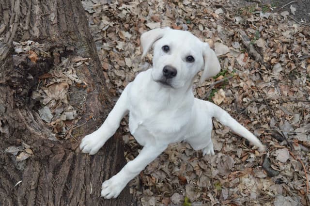 Labrador Retriever Puppies media 25