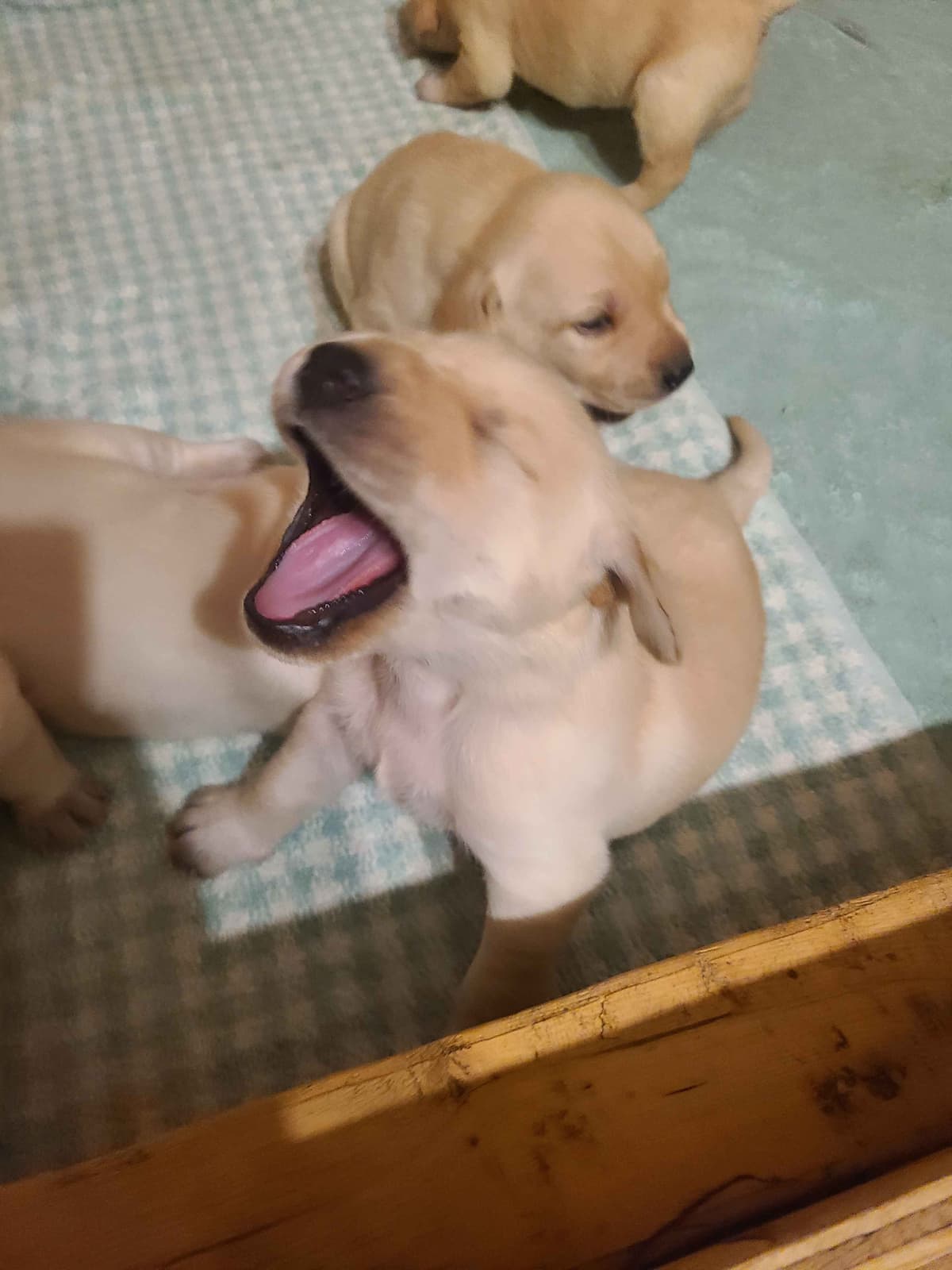 Labrador Retriever Puppies breeder image 3