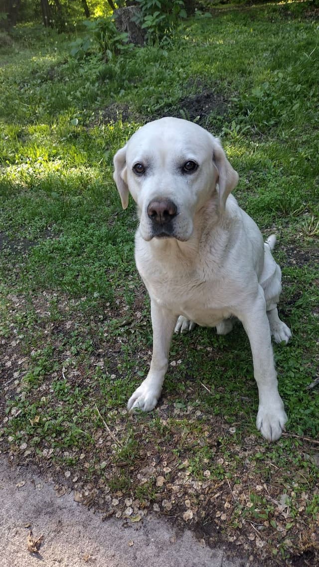 Labrador Retriever Puppies media 23