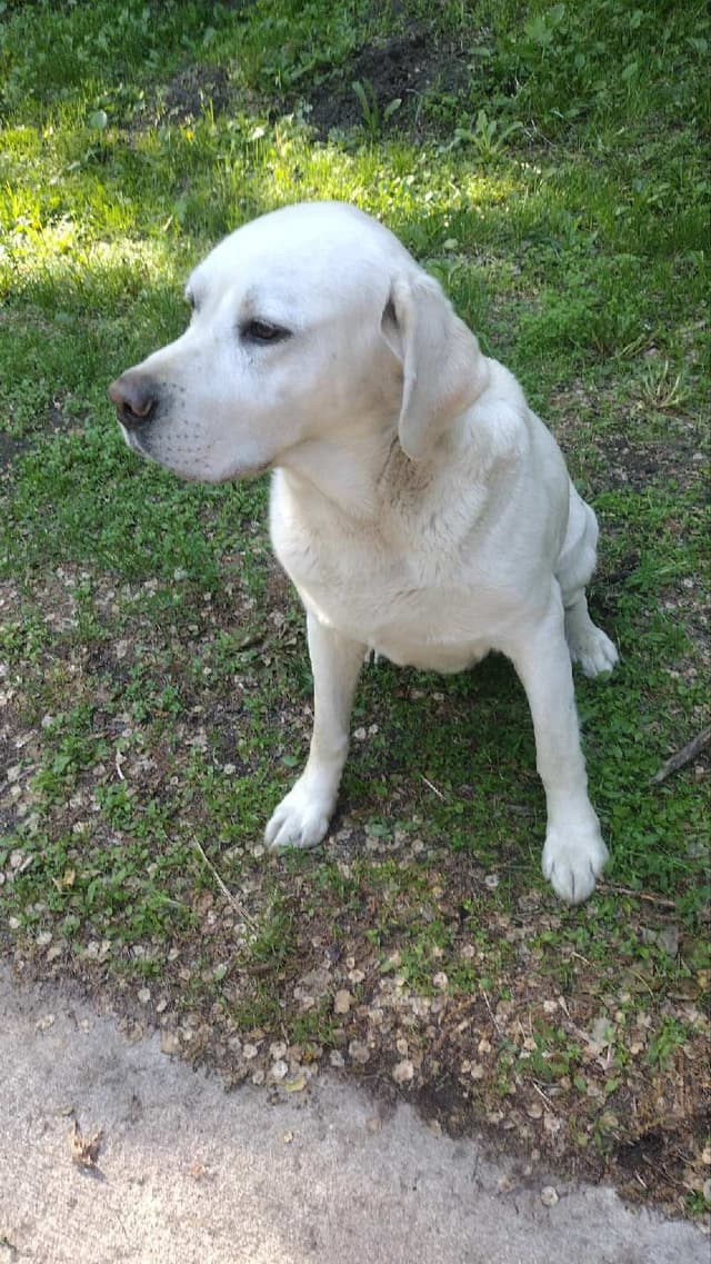Labrador Retriever Puppies media 24