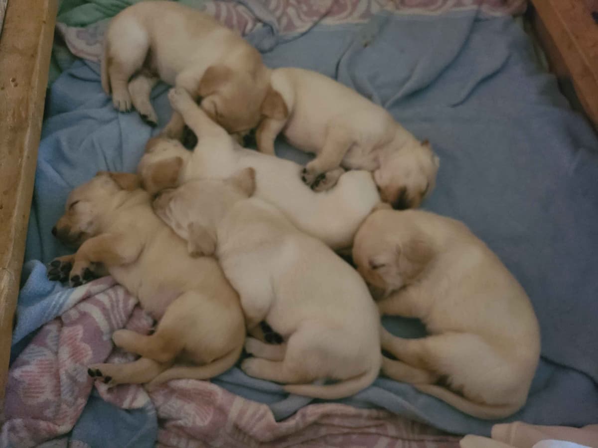 Labrador Retriever Puppies breeder image 5