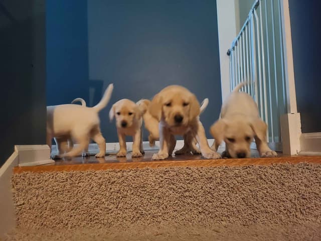 Labrador Retriever Puppies media 14