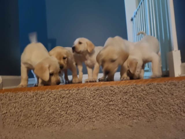 Labrador Retriever Puppies media 18