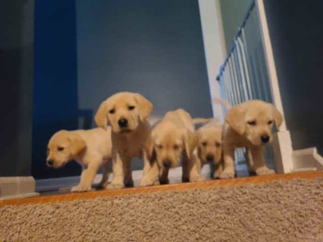 Labrador Retriever Puppies media 15