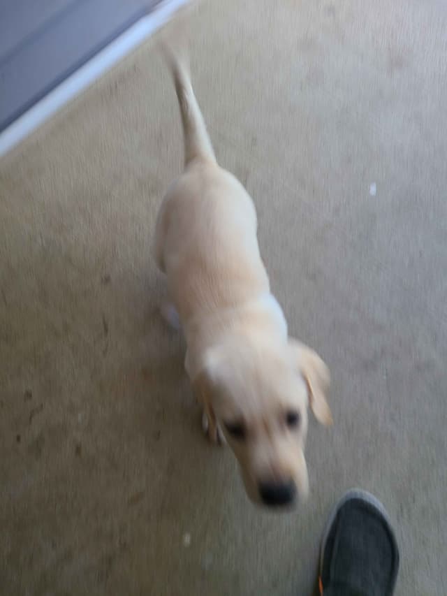 Labrador Retriever Puppies media 10