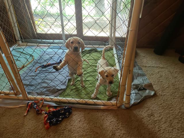 Labrador Retriever Puppies media 13