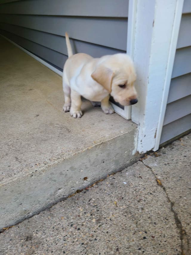 Labrador Retriever Puppies media 7