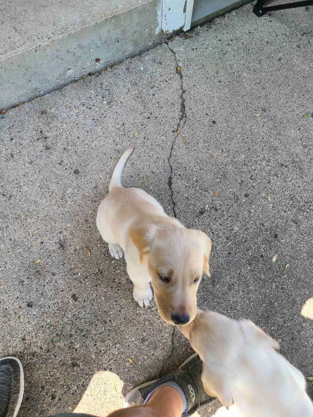 Labrador Retriever Puppies media 5