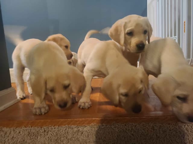 Labrador Retriever Puppies media 19