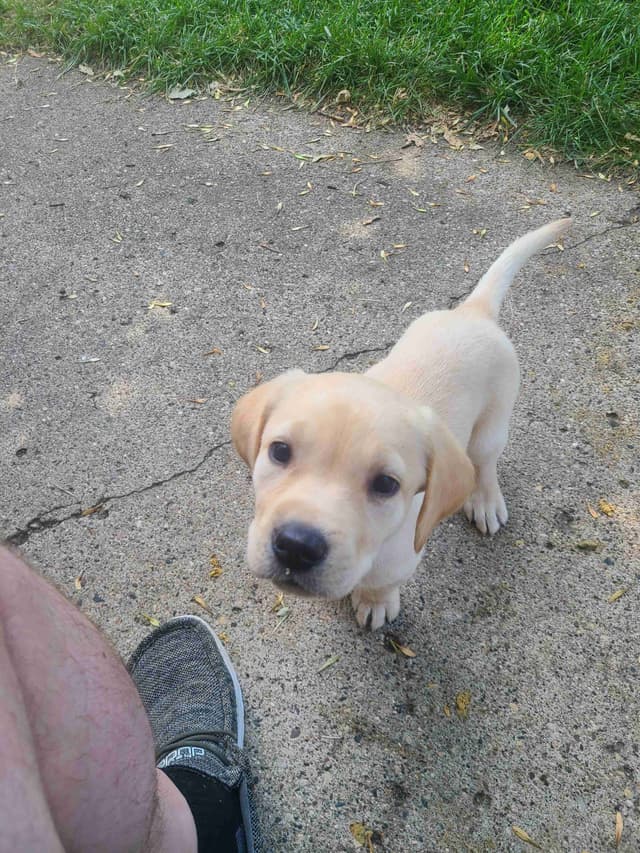 Labrador Retriever Puppies media 12