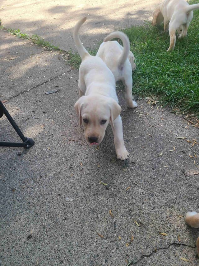 Labrador Retriever Puppies media 9