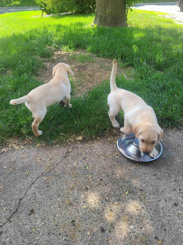 Labrador Retriever Puppies media 11