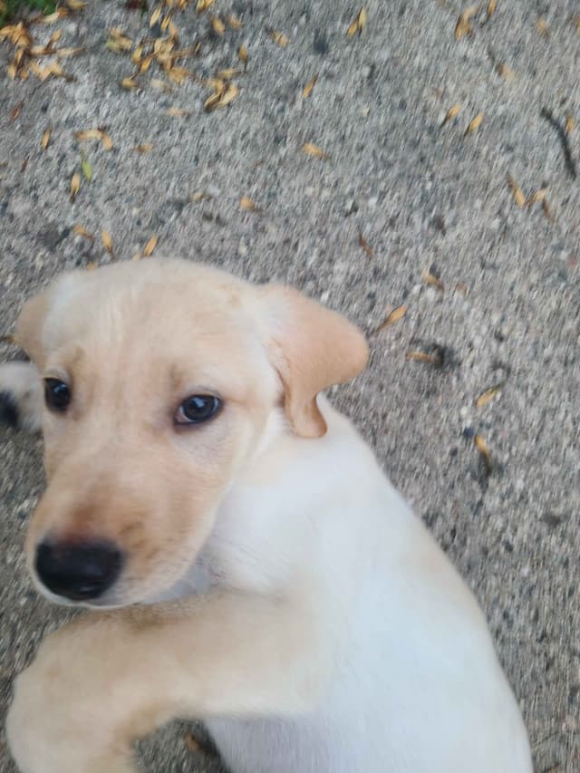 Labrador Retriever Puppies media 4