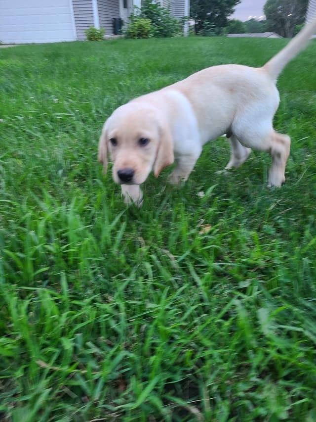 Labrador Retriever Puppies media 3