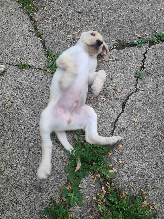 Labrador Retriever Puppies media 2
