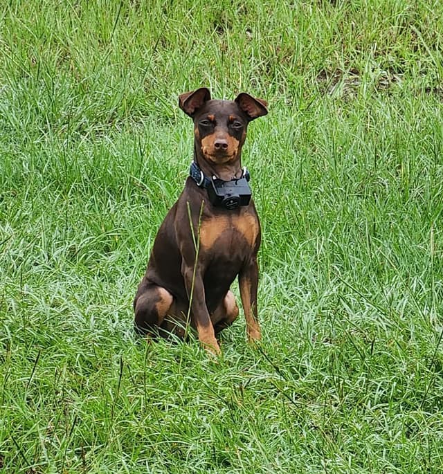 Miniature Pinscher Puppies media 3