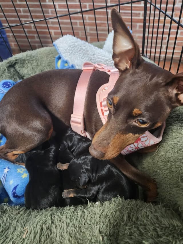 Miniature Pinscher Puppies media 2