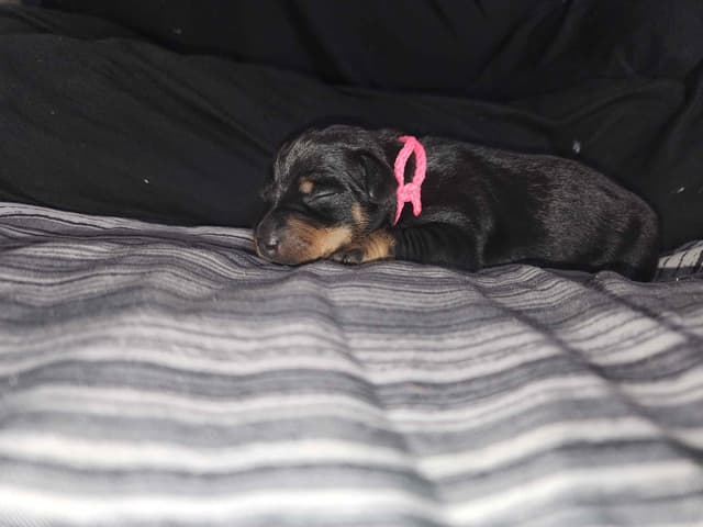 Miniature Pinscher Puppies media 4