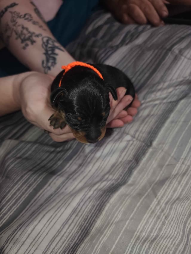 Miniature Pinscher Puppies media 5