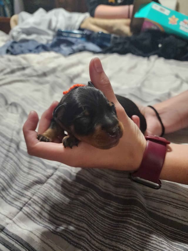 Miniature Pinscher Puppies media 7