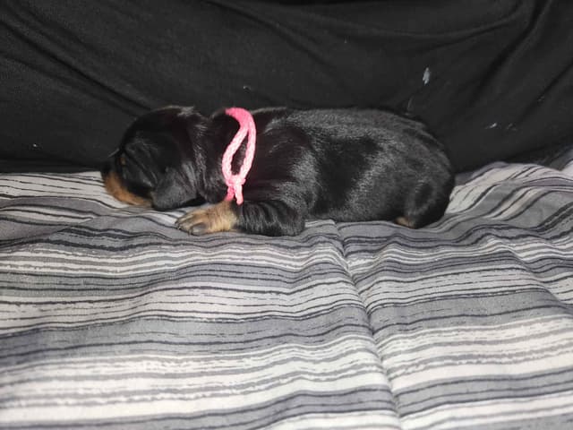 Miniature Pinscher Puppies media 9