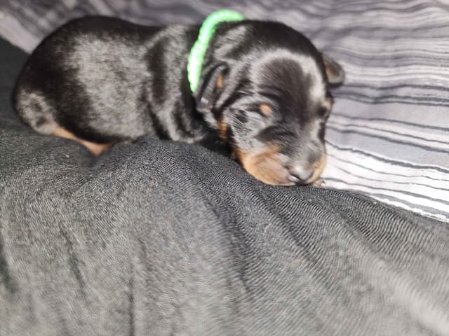 Miniature Pinscher Puppies media 8