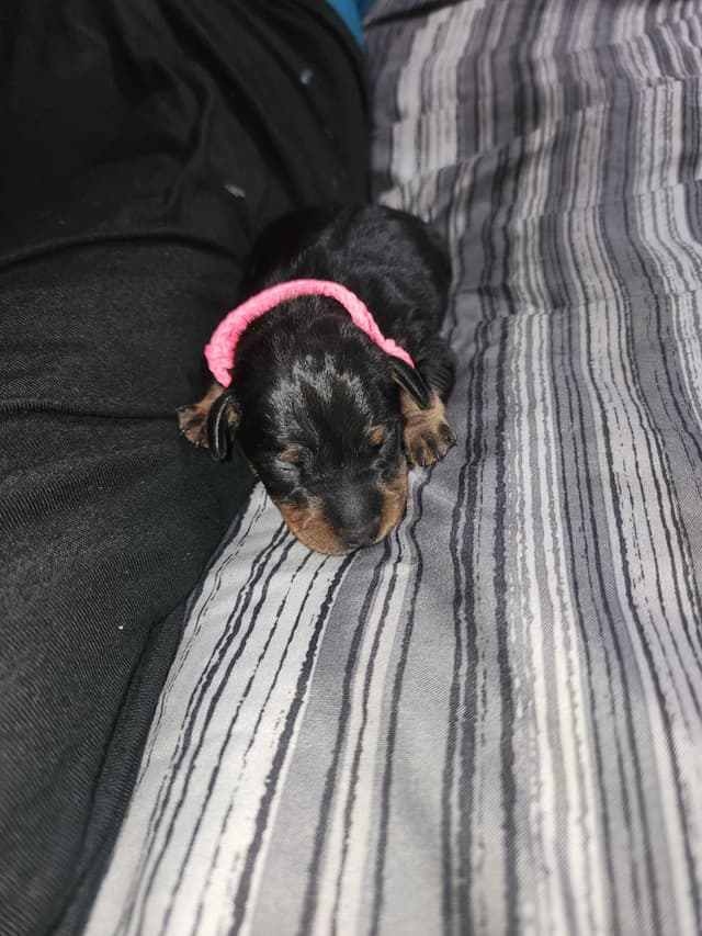 Miniature Pinscher Puppies media 10