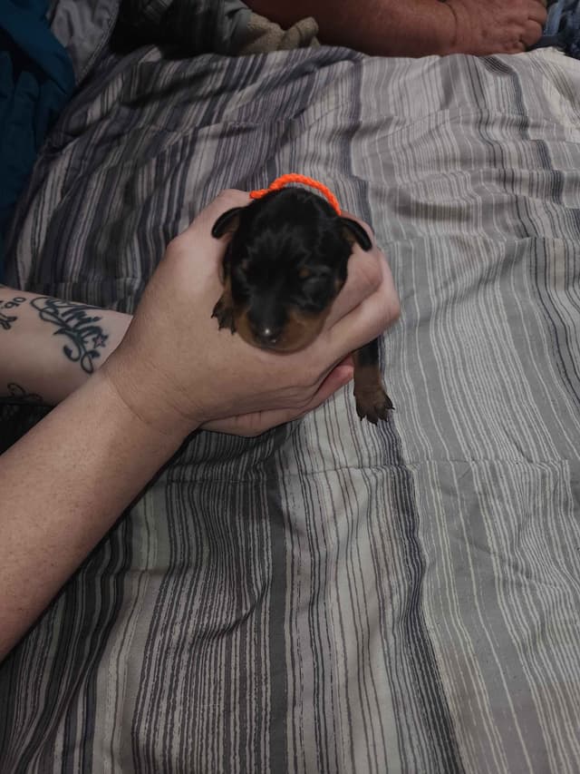 Miniature Pinscher Puppies media 11