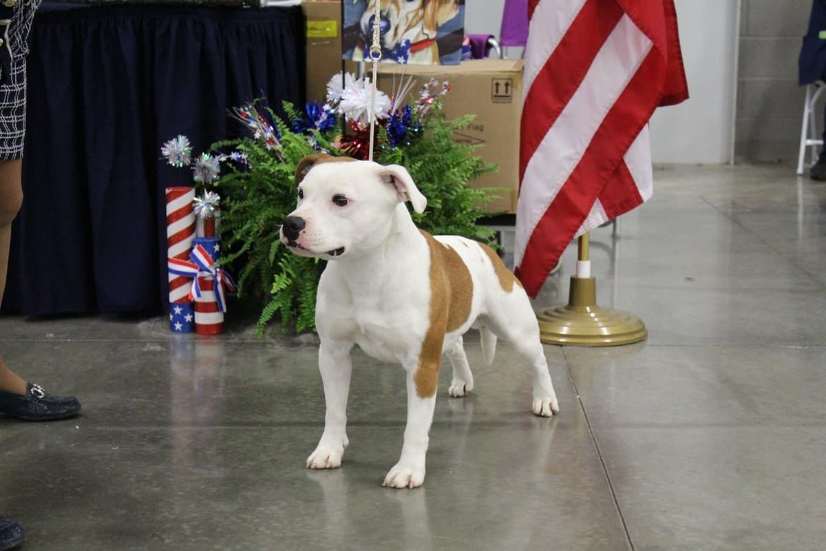 Staffordshire Bull Terrier Puppies breeder image 2