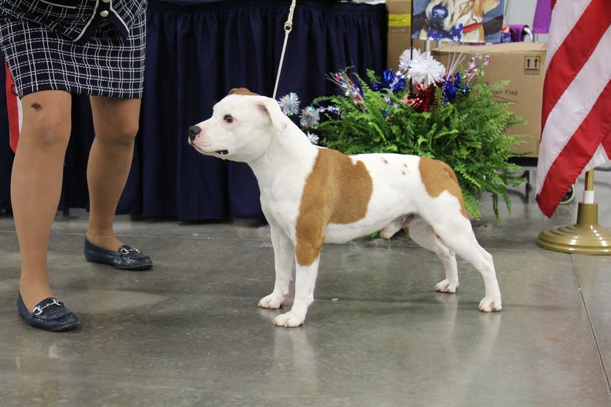 Staffordshire Bull Terrier Puppies breeder image 3