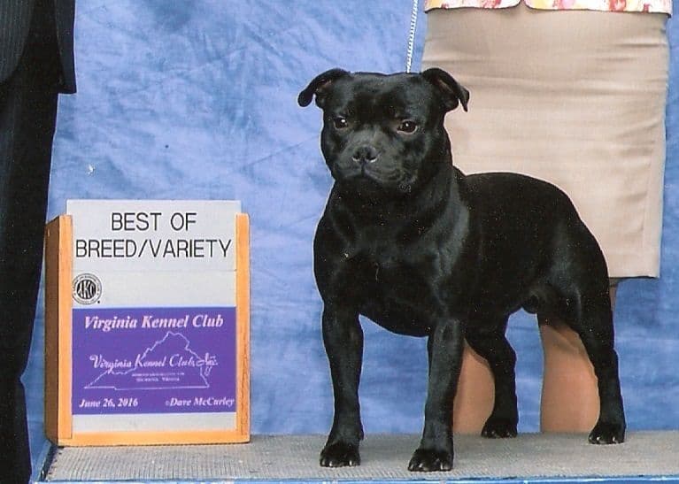 Staffordshire Bull Terrier Puppies breeder image 5
