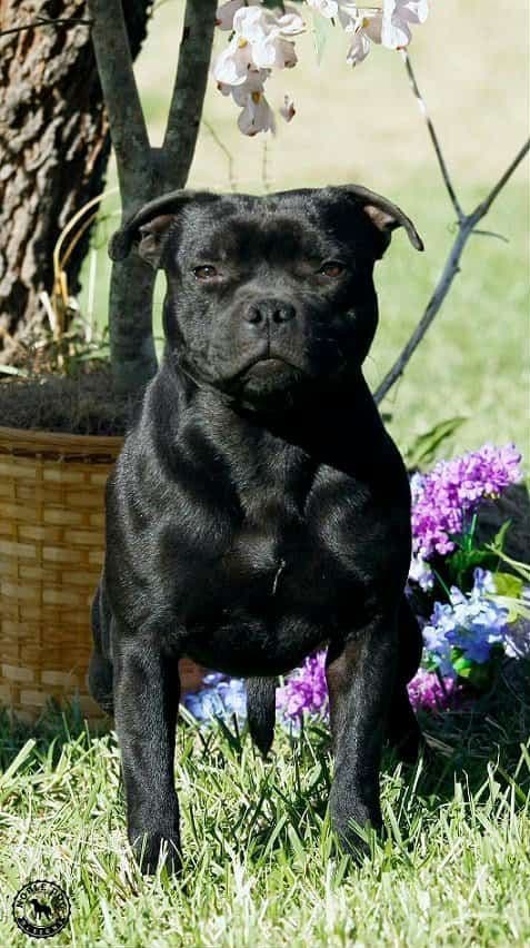 Staffordshire Bull Terrier Puppies breeder image 7