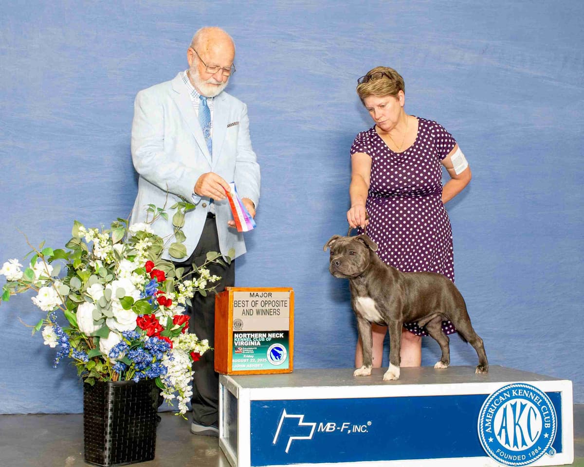 Staffordshire Bull Terrier Puppies breeder image 9