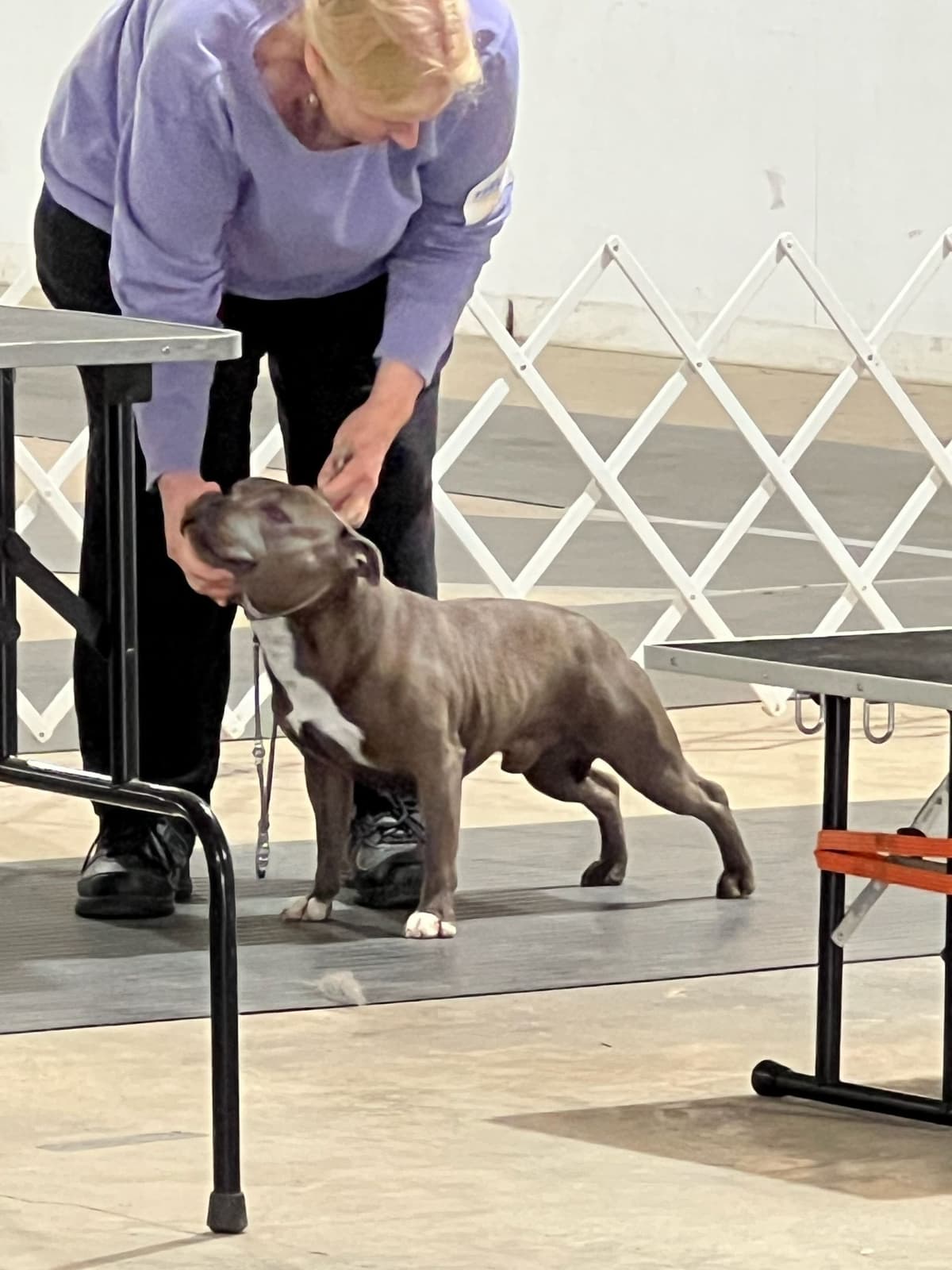Staffordshire Bull Terrier Puppies breeder image 10