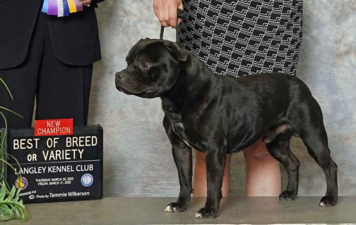 Staffordshire Bull Terrier Puppies breeder image 11