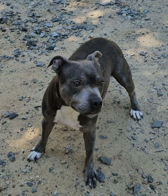 Staffordshire Bull Terrier Puppies media 2