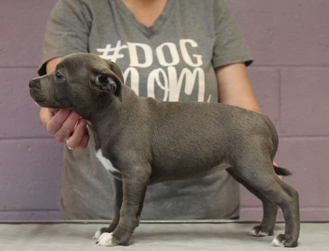 Staffordshire Bull Terrier Puppies media 3