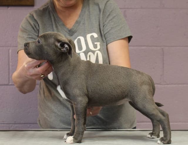 Staffordshire Bull Terrier Puppies media 4