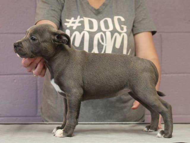 Staffordshire Bull Terrier Puppies media 5