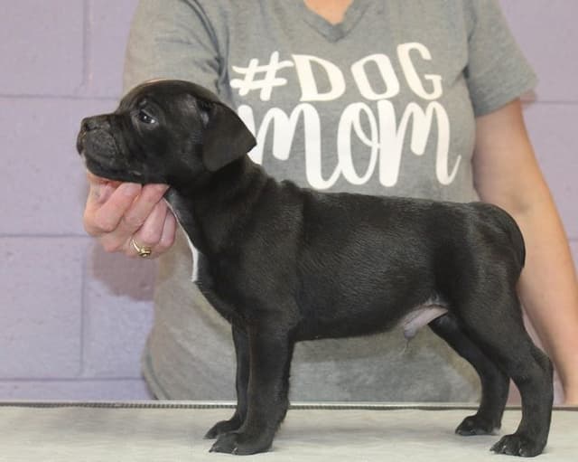 Staffordshire Bull Terrier Puppies media 2