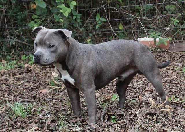 Staffordshire Bull Terrier Puppies media 6