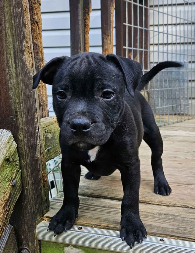 Staffordshire Bull Terrier Puppies media 3