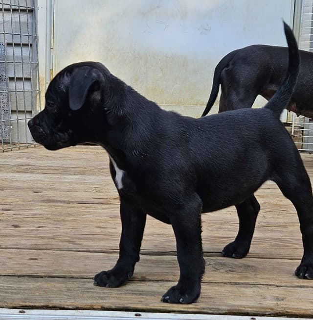 Staffordshire Bull Terrier Puppies media 4