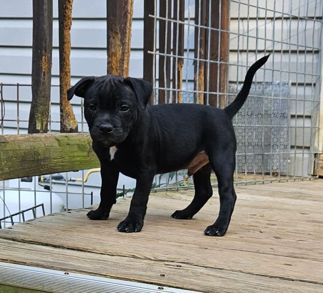 Staffordshire Bull Terrier Puppies media 5