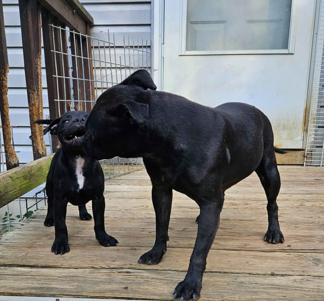 Staffordshire Bull Terrier Puppies media 7