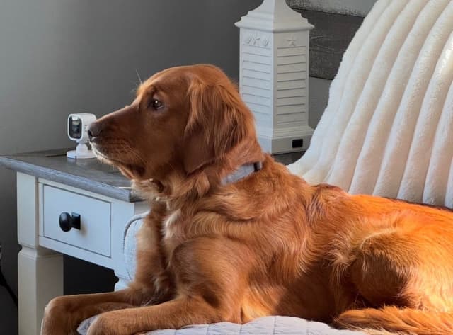 Deep Red - Golden Retriever Puppies media 4