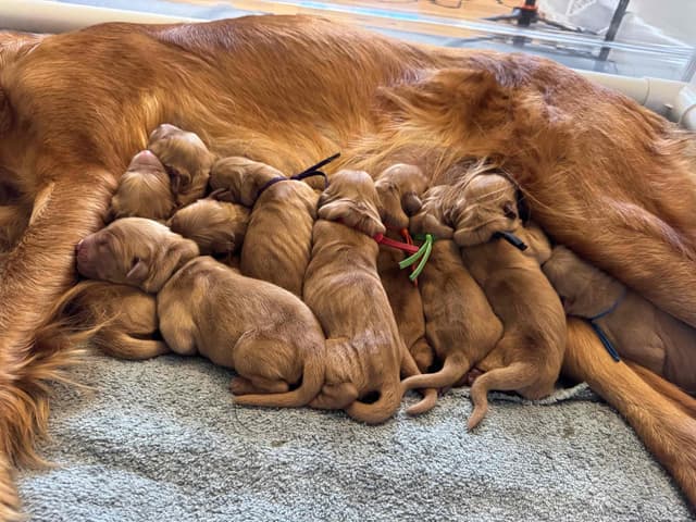 Deep Red - Golden Retriever Puppies media 14
