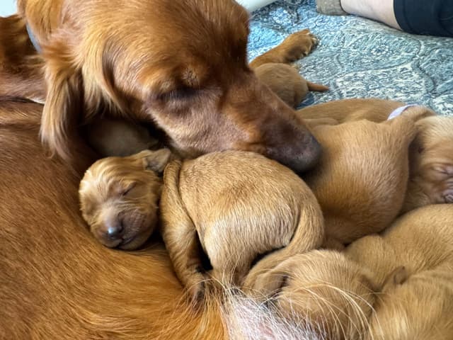 Deep Red - Golden Retriever Puppies media 17