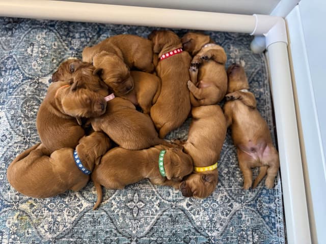 Deep Red - Golden Retriever Puppies media 13