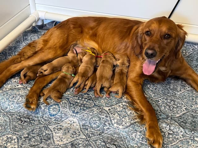 Deep Red - Golden Retriever Puppies media 15